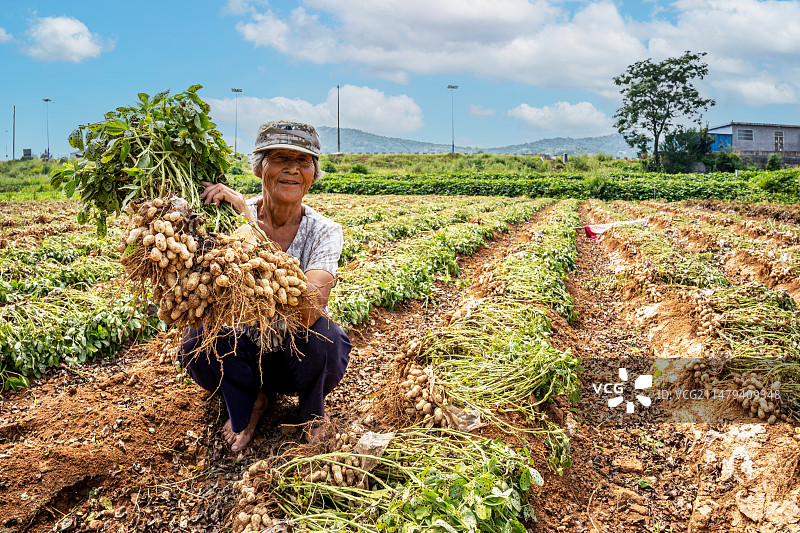 蓝天白云背景下的田园田野丰收的花生庄稼.田地里一位老年母亲拿着丰收的花生果实看向镜头.中国农民丰收节图片素材