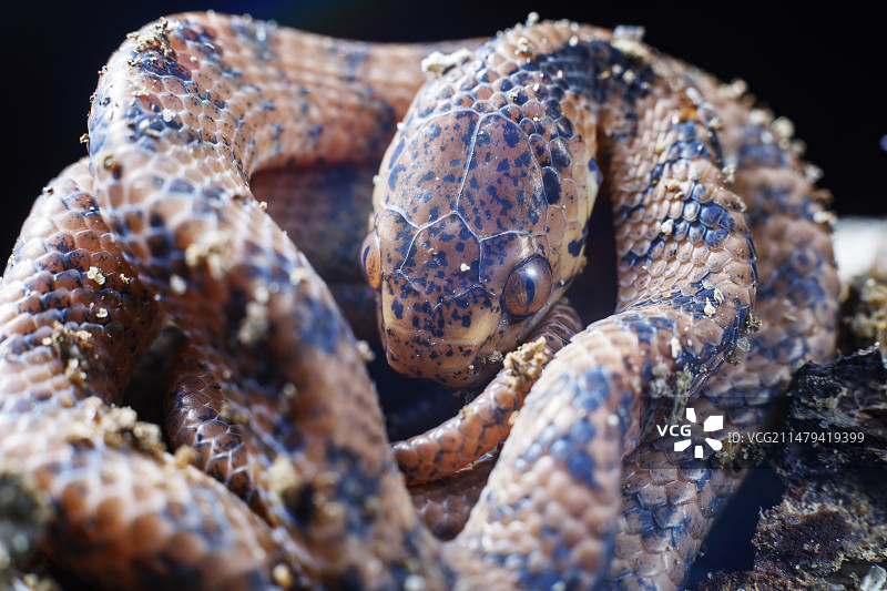钝头蛇图片素材