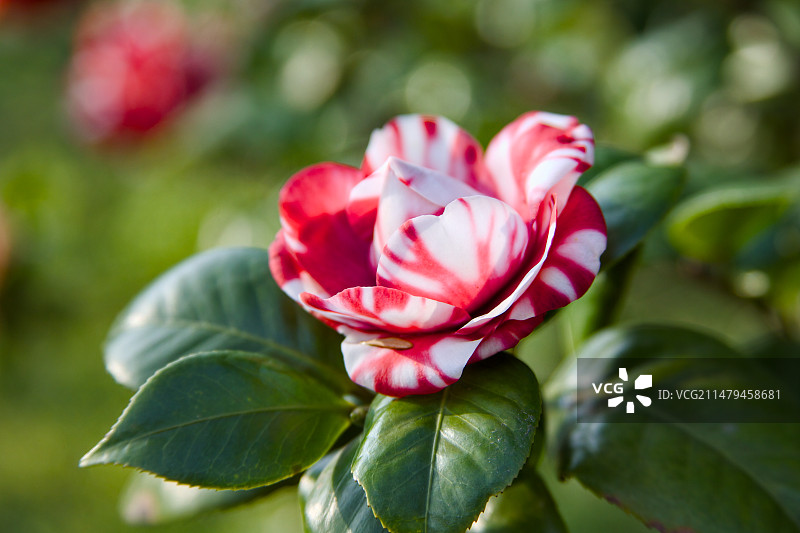 十八学士 茶花 佛山植物园图片素材