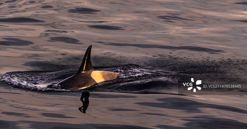 南极企鹅与虎鲸图片素材