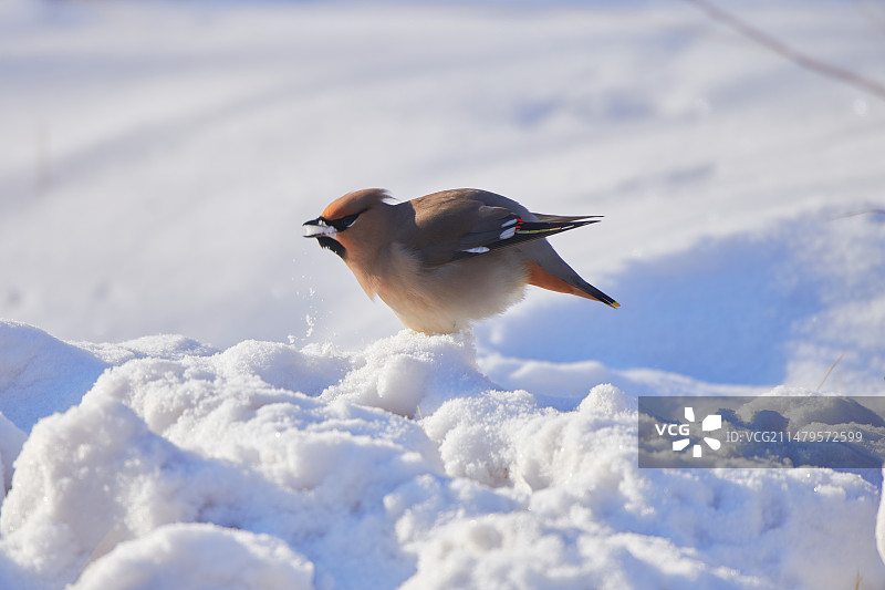 太平鸟图片素材