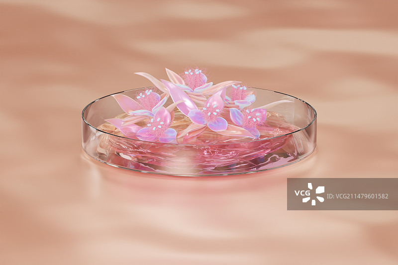 柔和桃色的实验室中，培养皿上开出几株桃粉色的蛛丝毛蓝耳草图片素材