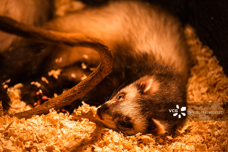 慵懒的一刻图片素材