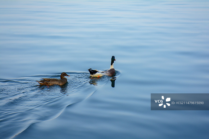 两只鸭子在蓝色的湖面上图片素材