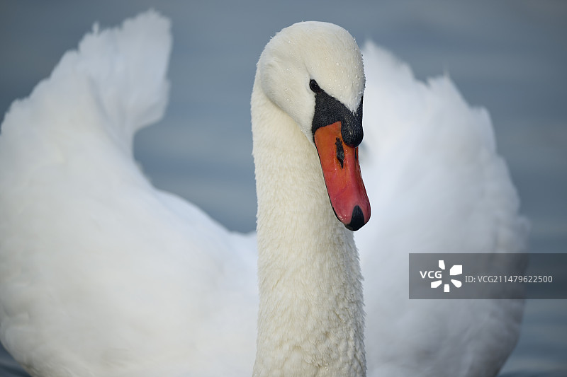 天鹅之恋图片素材