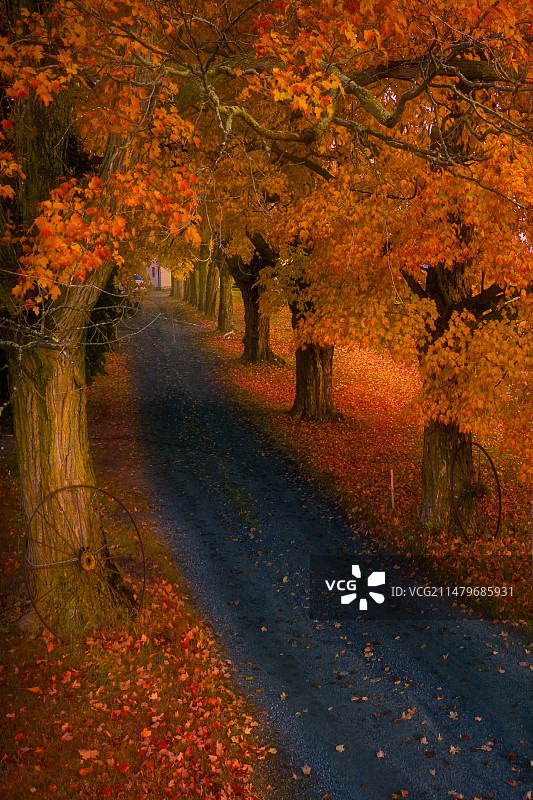 红色枫叶林荫道图片素材