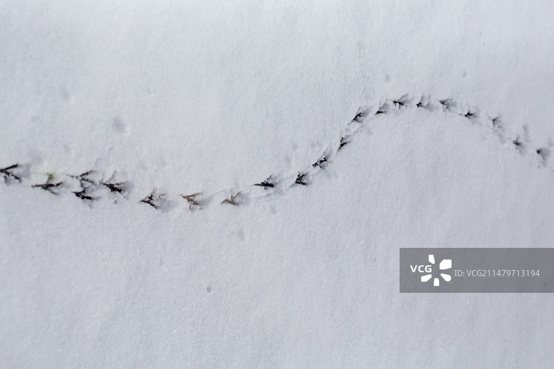 雪地上的鸟的脚印图片素材