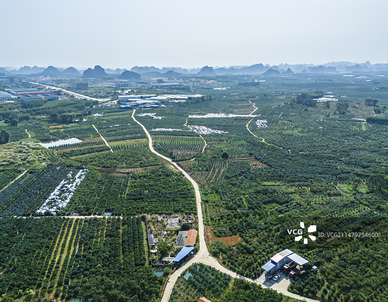 航拍广西武鸣沃柑和沙糖桔种植园图片素材