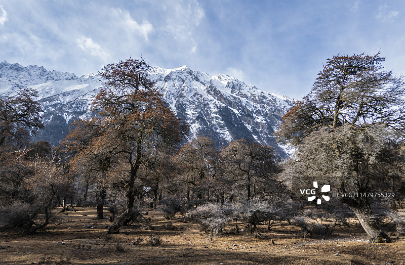 西藏边坝县雪山下的原始松林图片素材