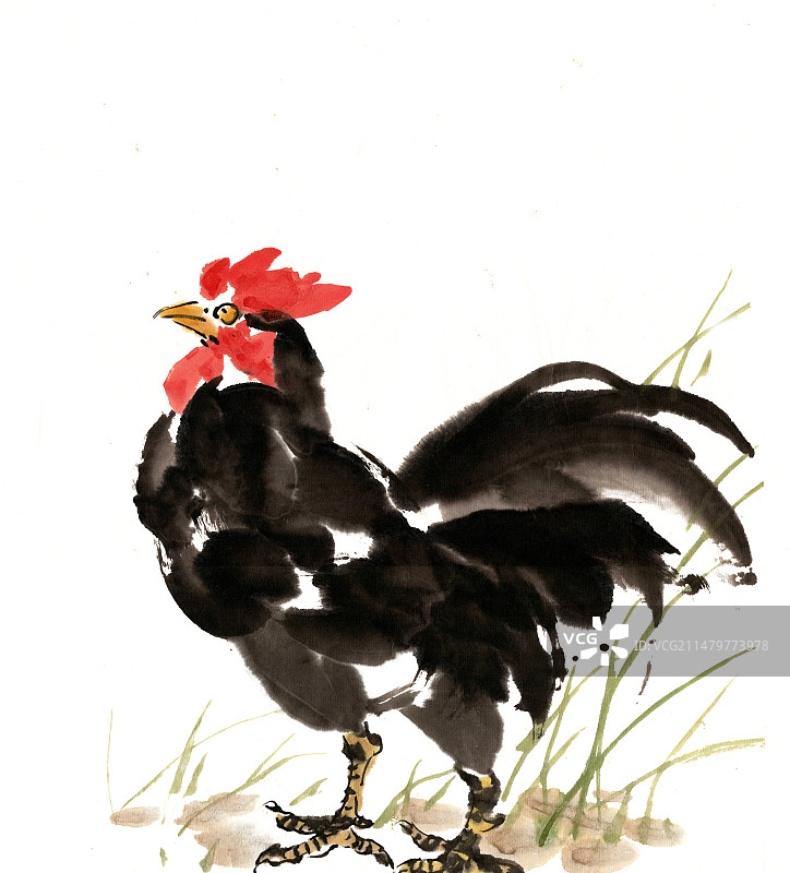 黑色的公鸡图片素材