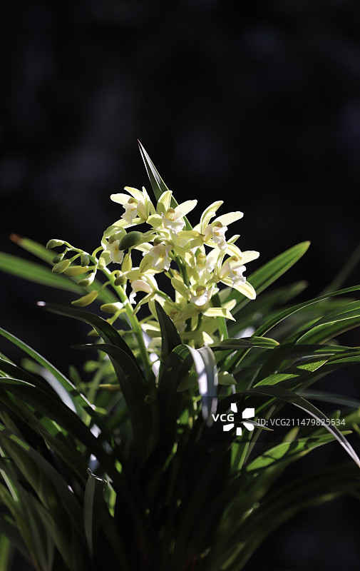 家中养的兰花图片素材