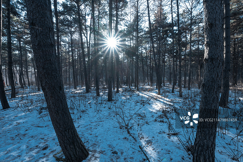 森林浴场丁达尔光图片素材