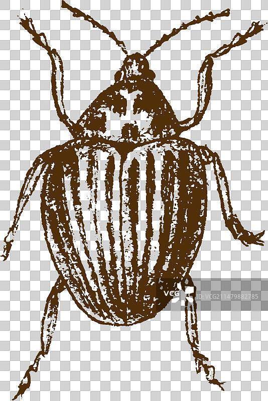 手绘虫子草图图片素材