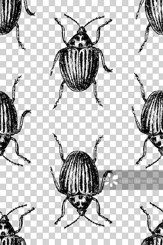 手绘虫子草图图片素材