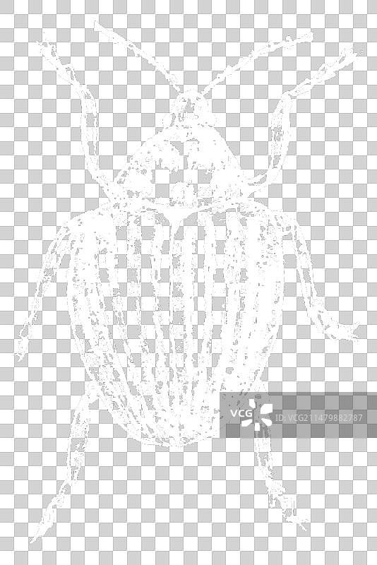 手绘虫子草图图片素材