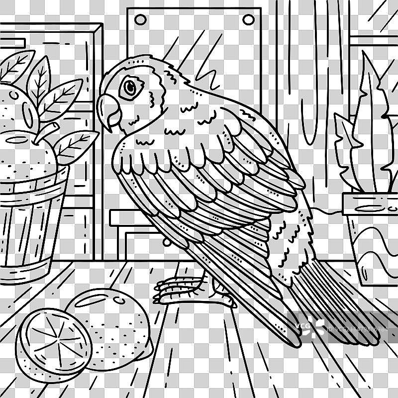 金太阳鹦鹉儿童涂色页图片素材