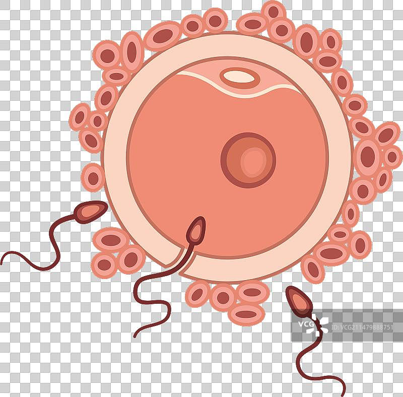 人类受精卵和精子的过程图片素材