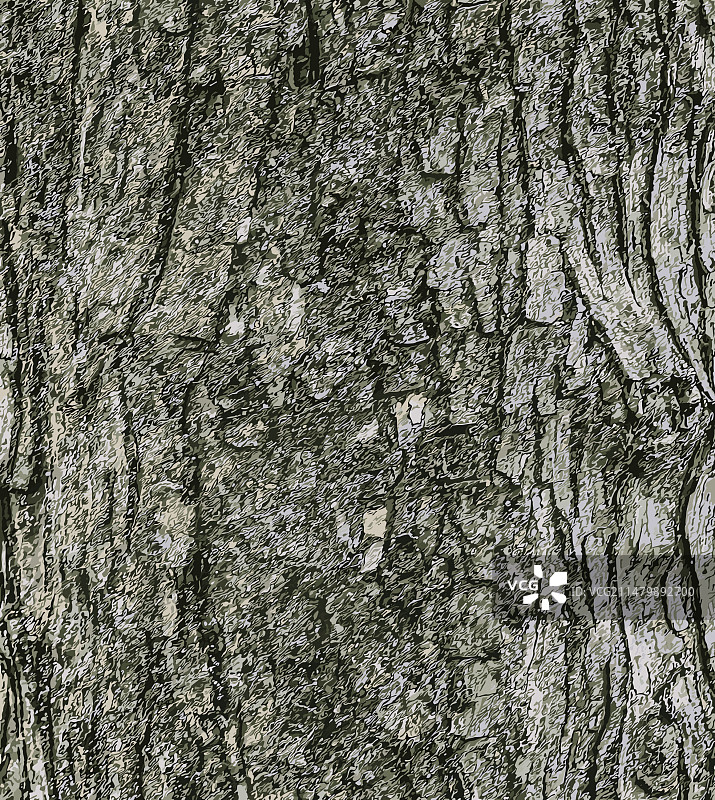 田野枫树的树皮纹理图片素材