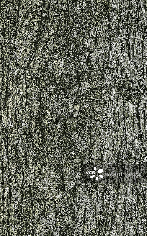 田野枫树的树皮纹理图片素材