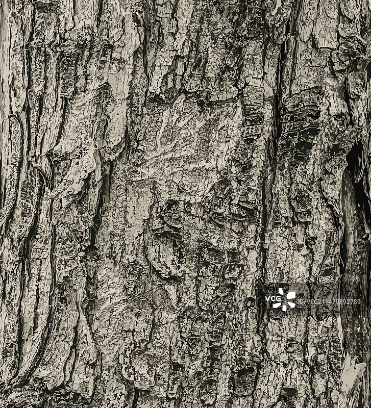 田野枫树的树皮纹理图片素材