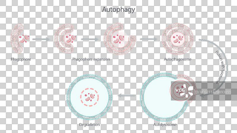 细胞自噬降解图片素材