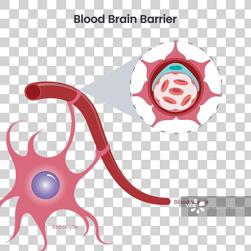 血脑屏障图片素材