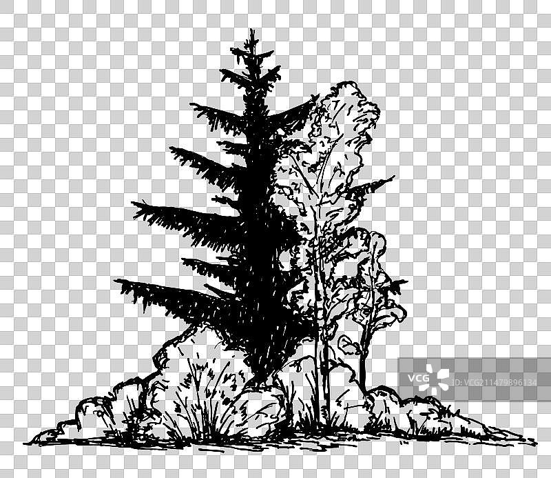 灌木丛和针叶落叶树图片素材