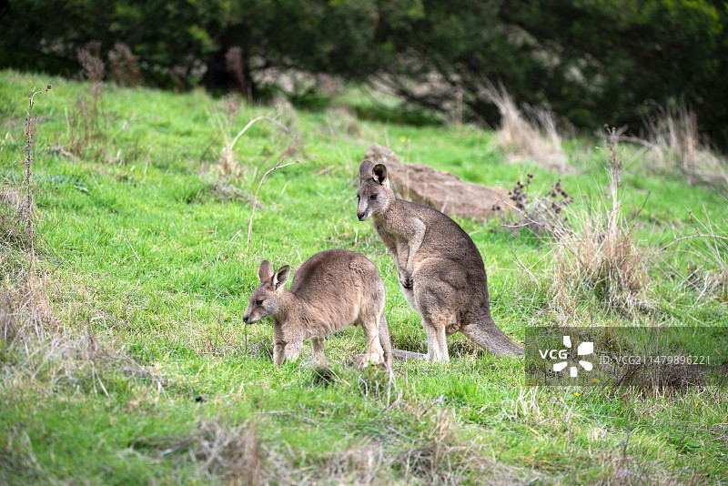 袋鼠图片素材