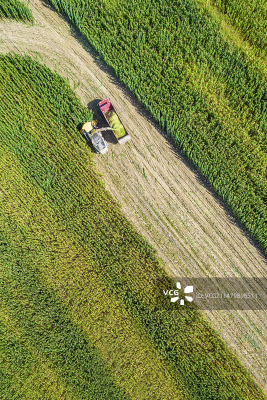 内蒙古呼和浩特市秋天里收割机收割用于青贮的玉米作业航拍图片素材