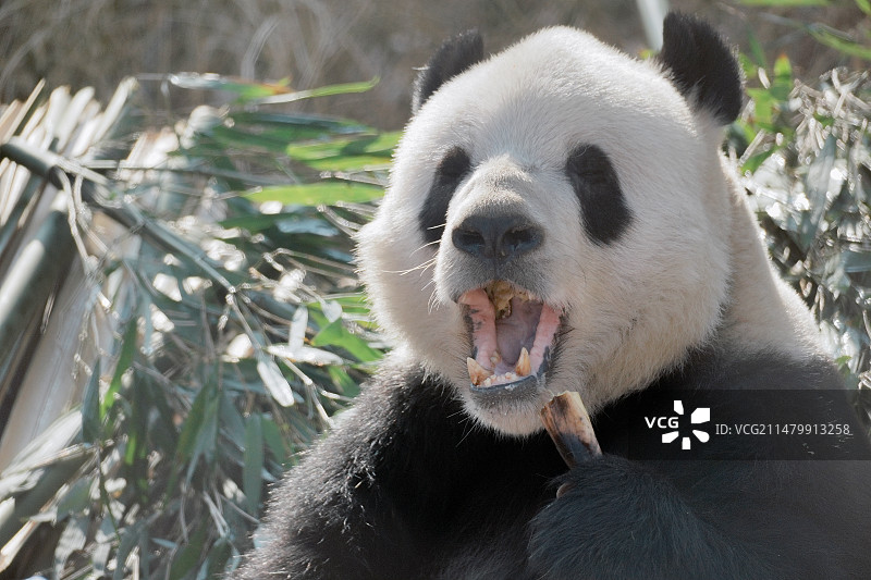 北京动物园的熊猫们图片素材