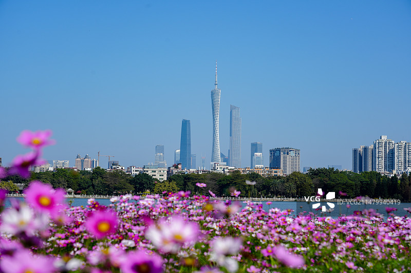 广州地标建筑天际线与海珠湖公园的格桑花海图片素材