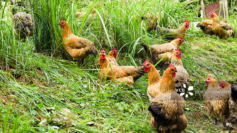 跑地鸡走地鸡土鸡跑山鸡图片素材