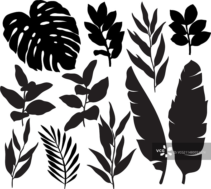热带叶子剪影套装图片素材
