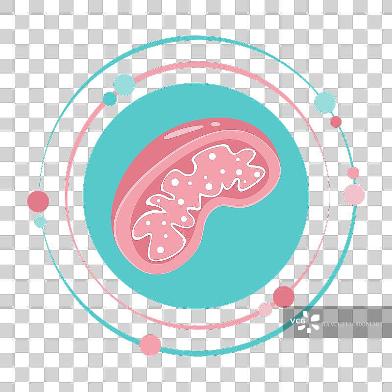 线粒体细胞器图标图片素材