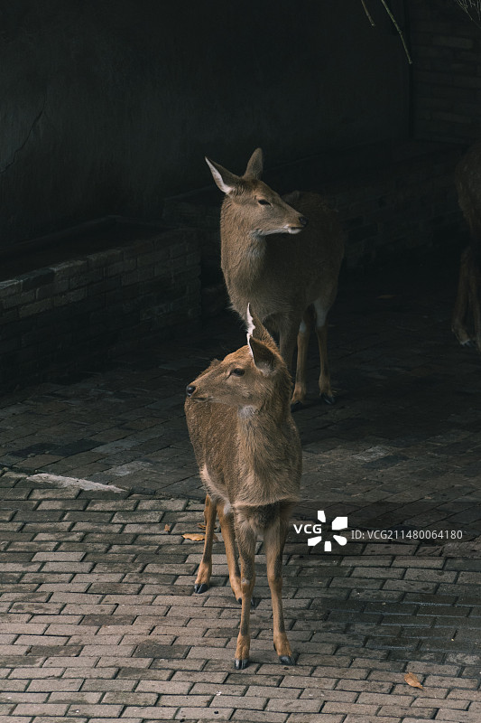 临海江南长城梅花鹿图片素材