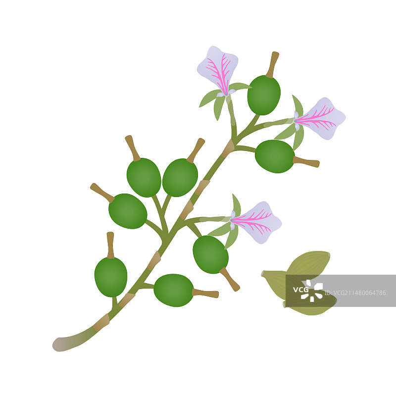 带有果实和花朵的真豆蔻枝图片素材