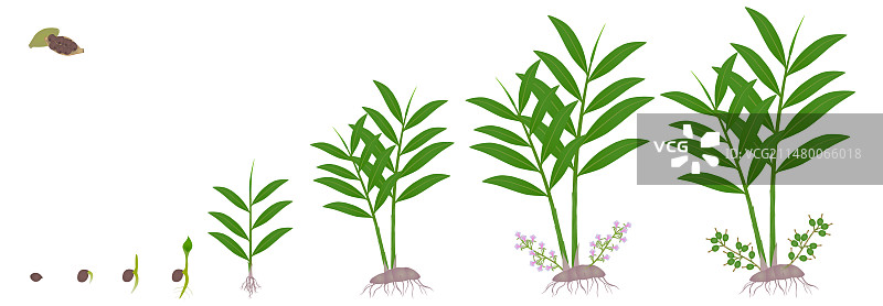 真豆蔻生长周期图片素材