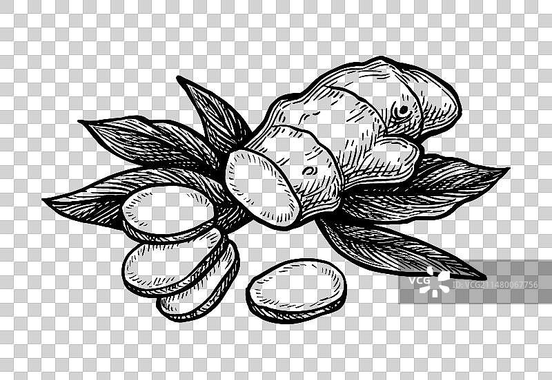 生姜切片和叶子的水墨速写图片素材