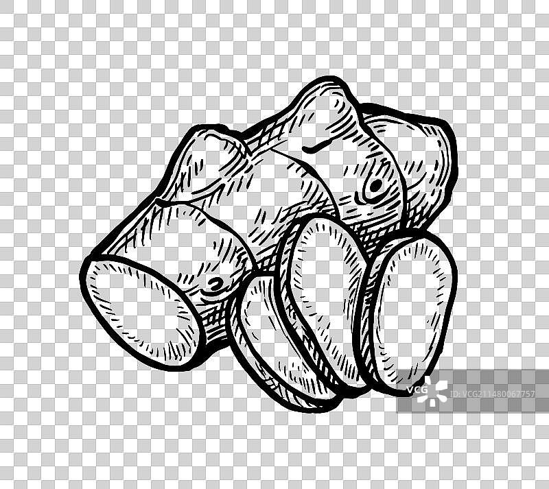 新鲜生姜根墨水草图图片素材