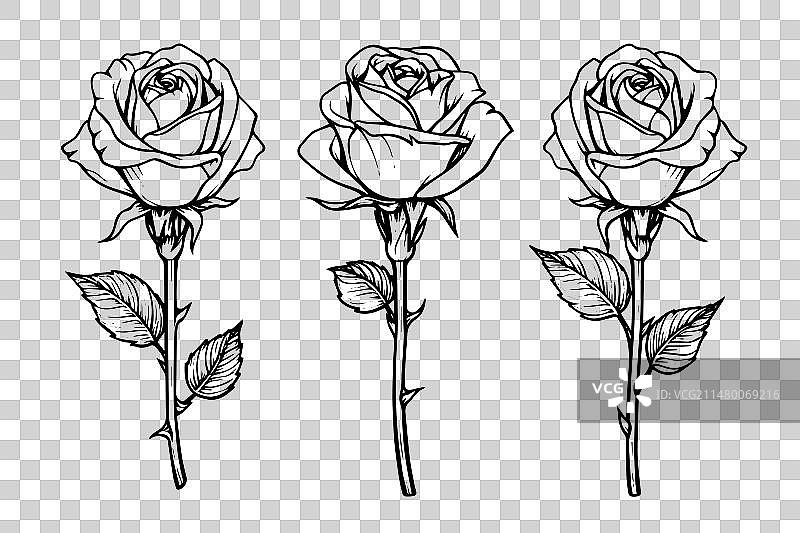手绘玫瑰花墨水草图图片素材