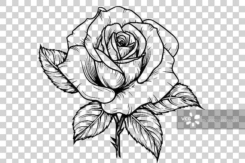 手绘墨水月季花雕刻风格图片素材