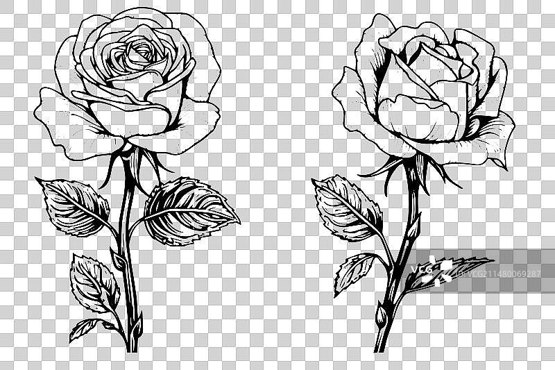 手绘玫瑰花墨水草图图片素材