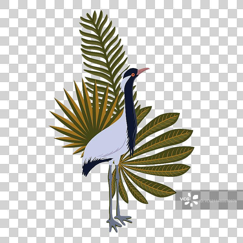 蓑羽鹤手绘图图片素材