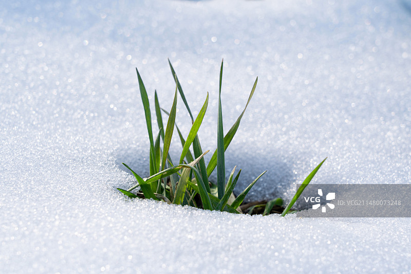 雪地里的绿色小草小麦图片素材