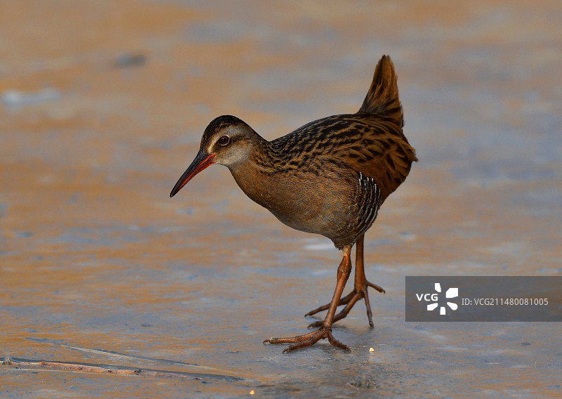 普通秧鸡图片素材