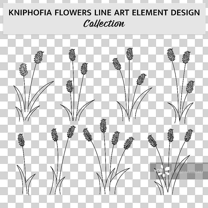 极简风格火把花手绘图片素材