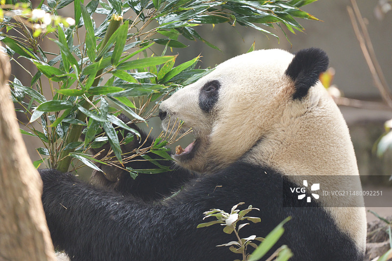 四川大熊猫基地国宝饲养员花花小熊猫动物图片素材