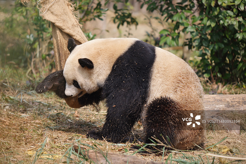 四川大熊猫基地国宝饲养员花花小熊猫动物图片素材