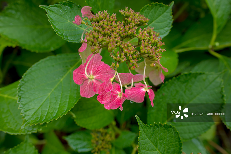 亚洲日本北海道札幌定山溪步道图片素材