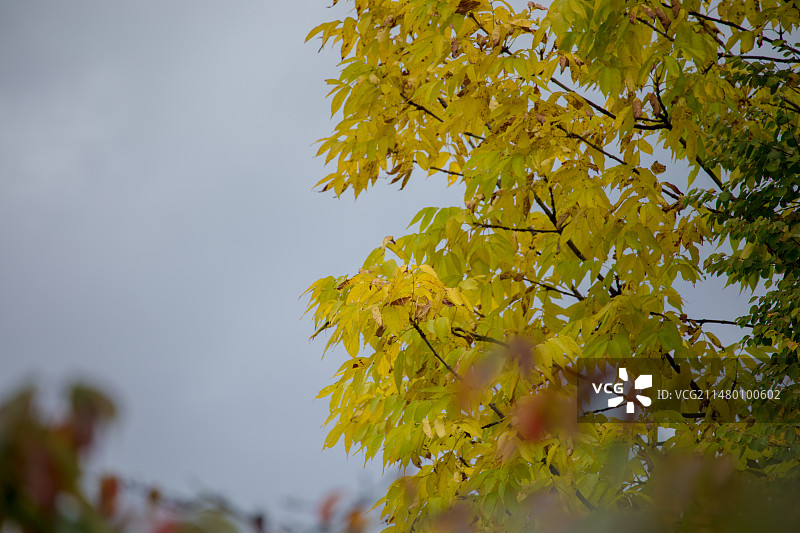 亚洲日本北海道札幌定山溪步道图片素材
